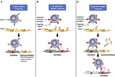 The Emergence of Universal Immune Receptor T Cell Therapy for Cancer